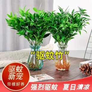 驱蚊竹柏水培植物盆栽绿萝花卉室内花鲜花办公室绿植发财树吸甲醛