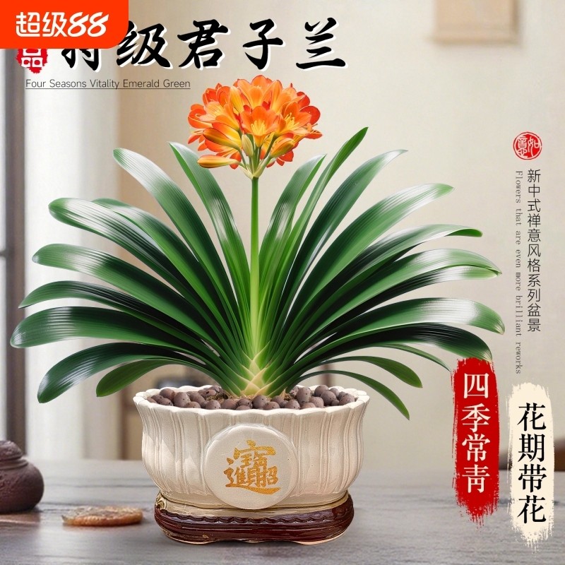 精品君子兰盆栽带花苞室内办公室名贵花卉绿植物特大号国宝级好养,鲜花速递/花卉仿真/绿植园艺,绿植,淘宝优惠券,粉丝福利购,淘宝优惠卷