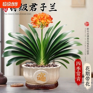 精品君子兰盆栽带花苞室内办公室名贵花卉绿植物特大号国宝级好养