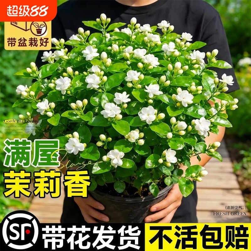 茉莉花苗盆栽带花苞九里香老桩室内四季开花好养双色重瓣花卉植物