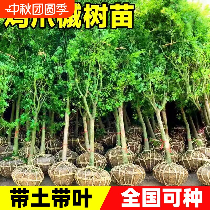 鸡爪槭树苗造型树老桩庭院小叶鸡爪枫树风景绿化室外造景小苗种植图片