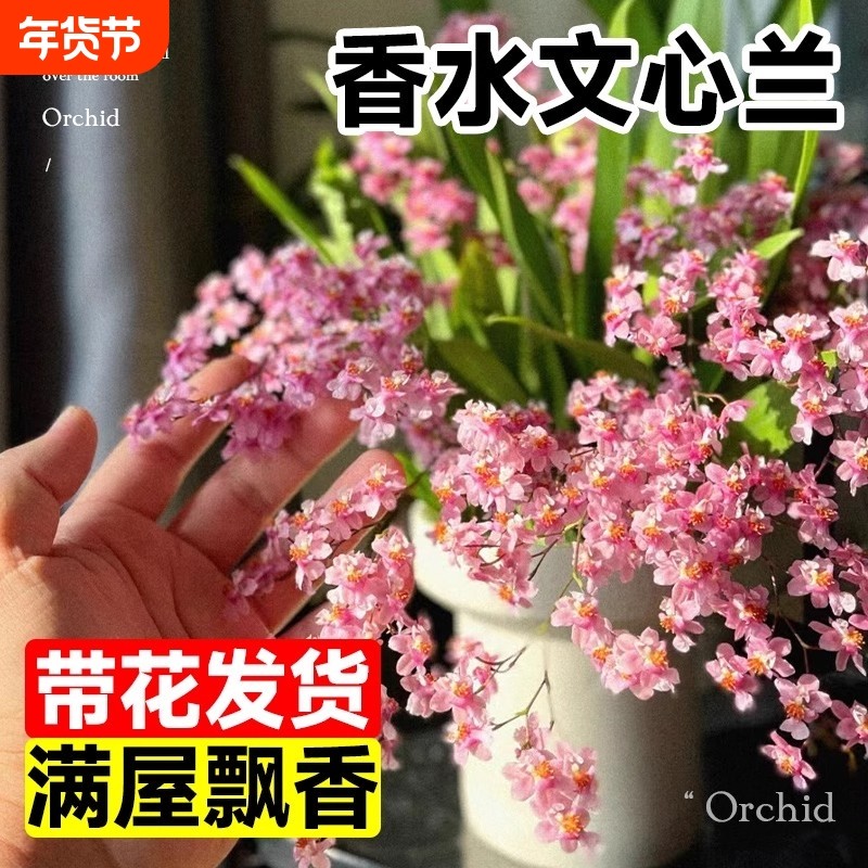 年宵花香水文心兰带花梦香兰花苗可水培室内好养浓香花卉绿植盆栽,鲜花速递/花卉仿真/绿植园艺,时令草本花卉,淘宝优惠券,粉丝福利购,淘宝优惠卷