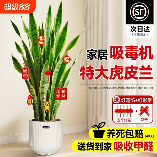 金边虎皮兰绿植客厅大型盆栽四季常青新房室内净化空气办公室好养