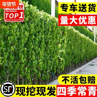 北海道黄杨绿篱冬青树苗篱笆墙围墙四季常青法国丛生大叶绿化
