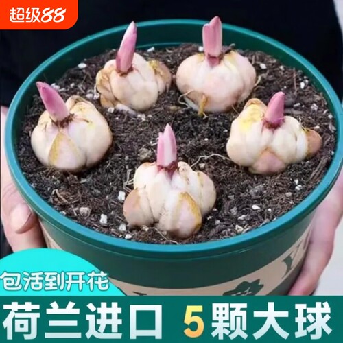 进口香水百合种球四季开花室内外阳台多头百合耐寒好养重瓣种植