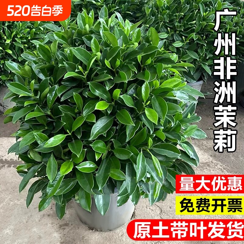 非洲茉莉盆栽四季常青耐寒好养大型绿植物室内客厅老桩虎头茉莉花