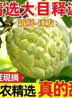 大目释迦顺丰包邮鲜果直达