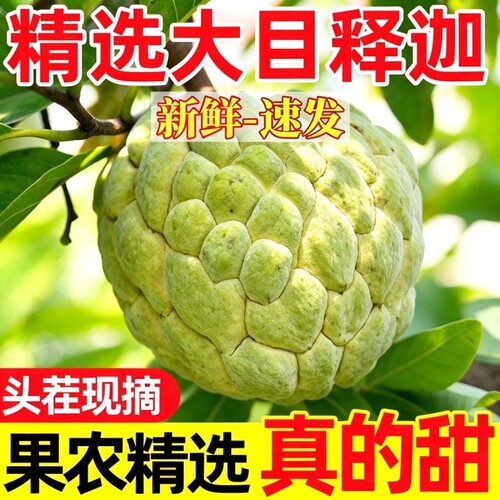 大目释迦顺丰包邮鲜果直达