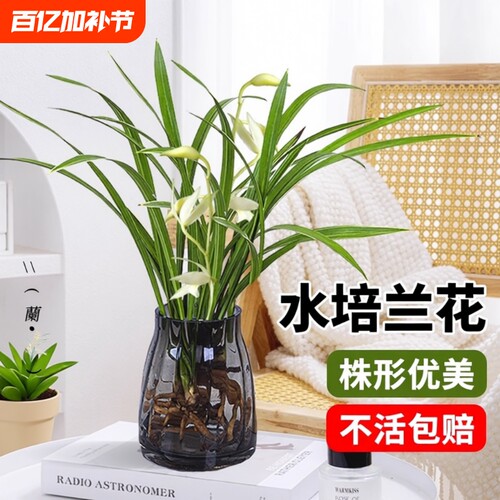 素心建兰水培盆栽|超1万次加购