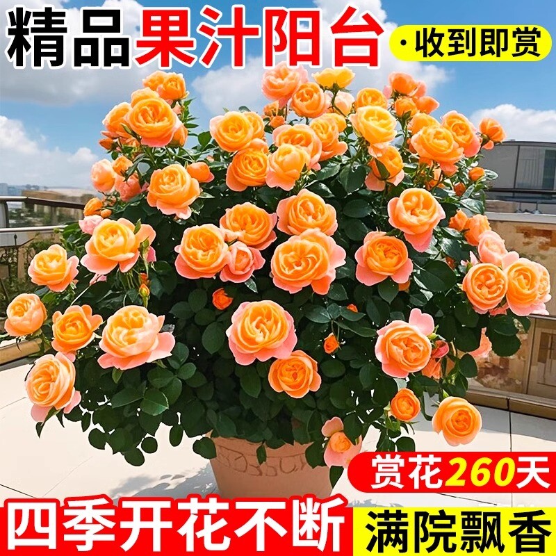 棒棒糖果汁阳台月季灌木四季开花卉浓香多头玫瑰红果汁苗室内盆栽
