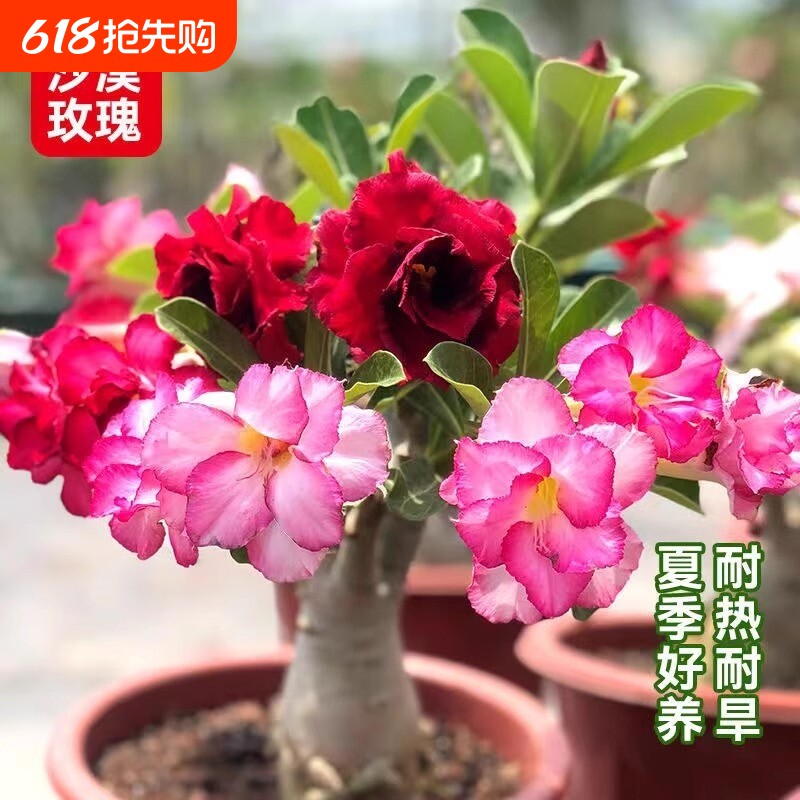 室内玫瑰花苗盆栽老桩四季开花沙漠玫瑰好养多肉盆景客厅阳台耐热