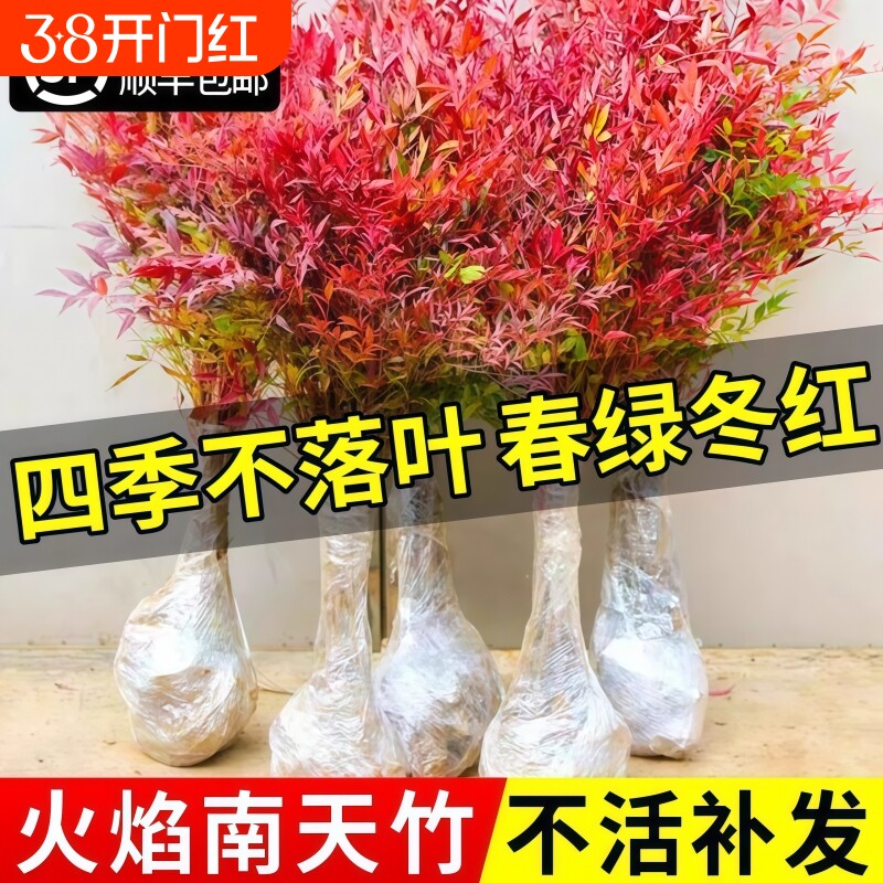火焰南天竹盆栽客厅树苗室内植物盆景室外庭院耐寒竹子苗花卉绿植