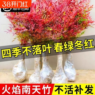 火焰南天竹盆栽客厅树苗室内植物盆景室外庭院耐寒竹子苗花卉绿植