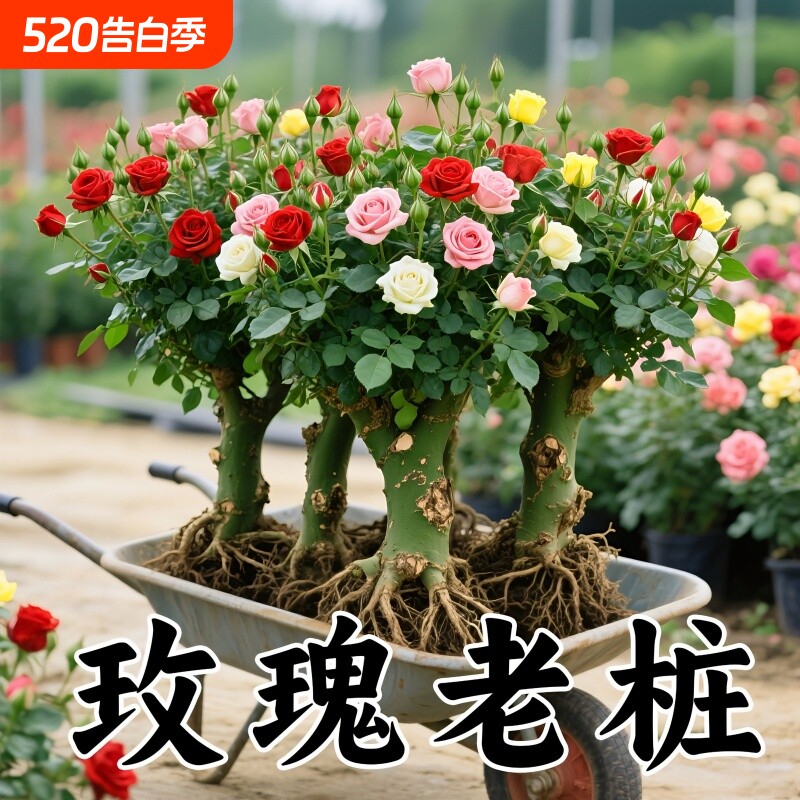 玫瑰花苗老桩绿植物盆栽月季蔷薇老根阳台庭院特大花卉四季开花