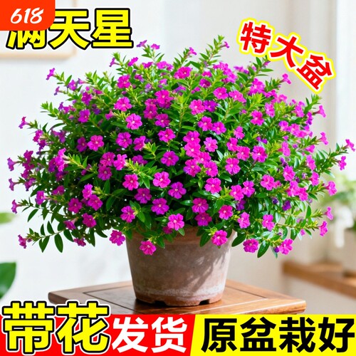满天星盆栽鲜花好养易活多季开花带花苞发货观花植物阳台花卉花苗
