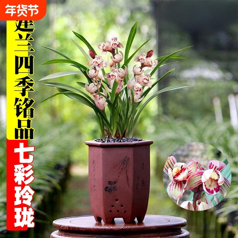 建兰七彩玲珑名贵四季兰花苗夏带花室内花卉绿植盆栽品种精品开花,鲜花速递/花卉仿真/绿植园艺,时令草本花卉,淘宝优惠券,粉丝福利购,淘宝优惠卷