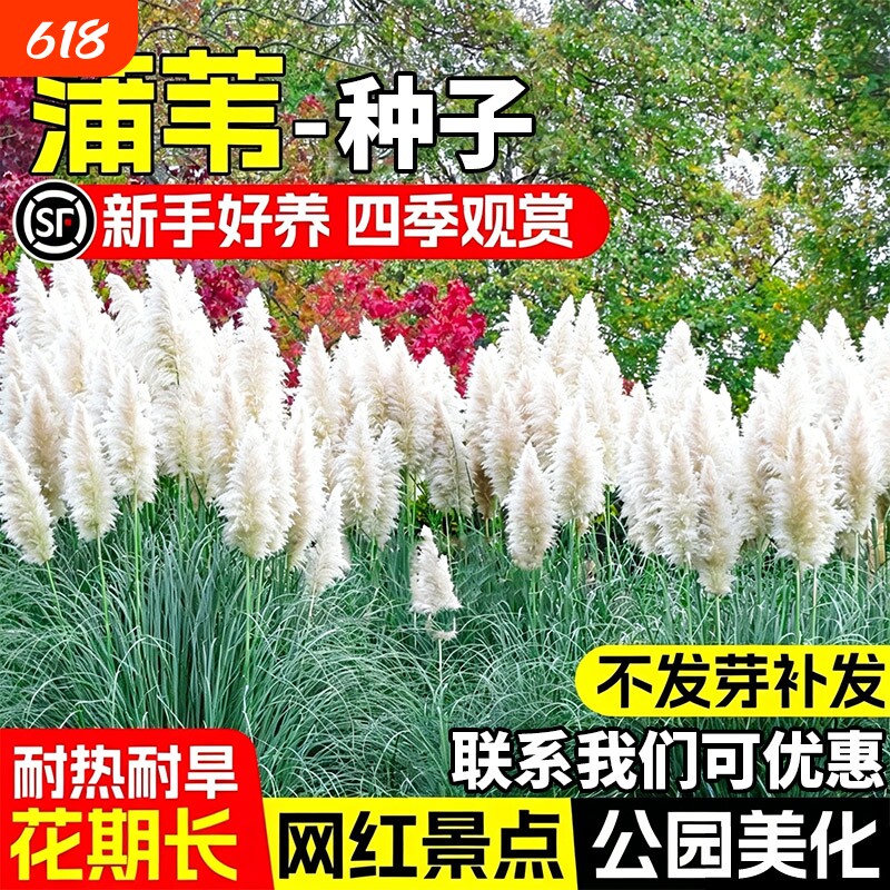 蒲苇种子耐寒耐旱草籽多年生公园景区绿化网红景点打造耐贫瘠种籽