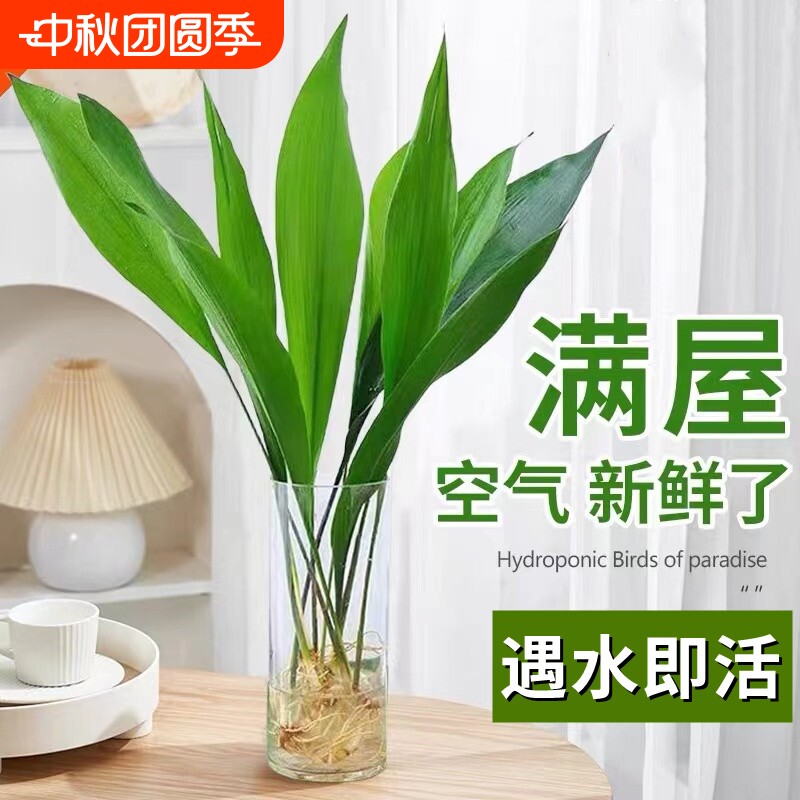 水培一叶兰绿植室内盆栽四季常青客厅水养植物好养活懒人耐阴卧室										