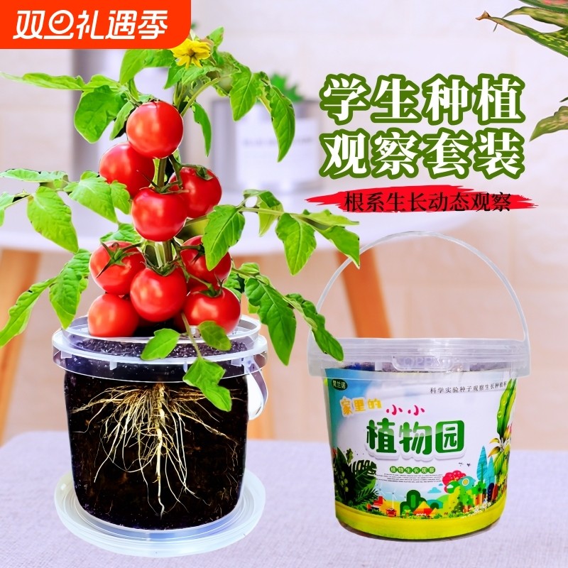 小番茄种子套装小学生科学实验观察儿童种植小盆栽向日葵植物花种