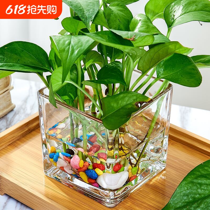 玻璃水培花盆水养花瓶器皿绿萝植物瓶透明花器正方形容器插花客厅