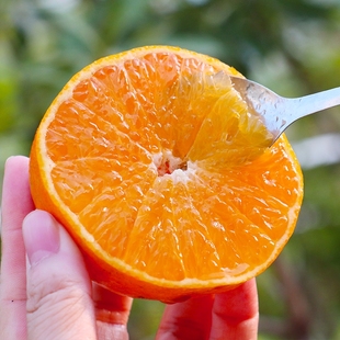 爱媛38号果冻橙净重4.5斤