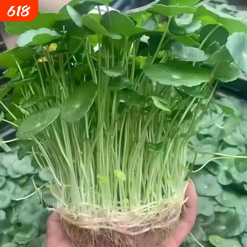 铜钱草水培金钱草盆栽室内室外花卉招财绿植吸甲醛绿植大叶子植物