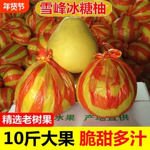 湖南怀化雪峰山冰糖柚子安江小柚子新鲜水果白心苦柚老树土柚药柚