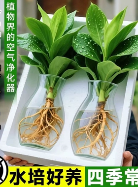 水培大叶金钻绿植绿公主盆栽带花苞室内养植物办公室桌面花卉客厅