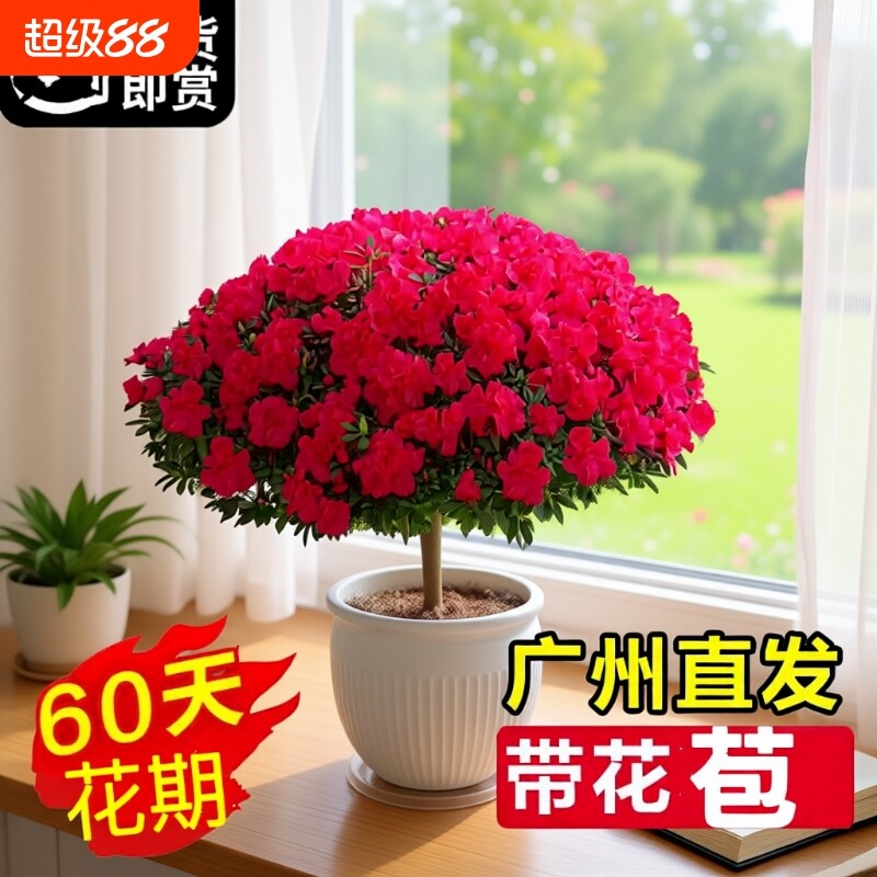 杜鹃花盆栽带花苞绿植物室内阳台四季开花栀子花苗老桩耐寒鲜花卉