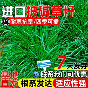 披碱草草籽抗风沙耐盐碱耐贫瘠护坡固土抗风沙工程绿化草坪种子孑