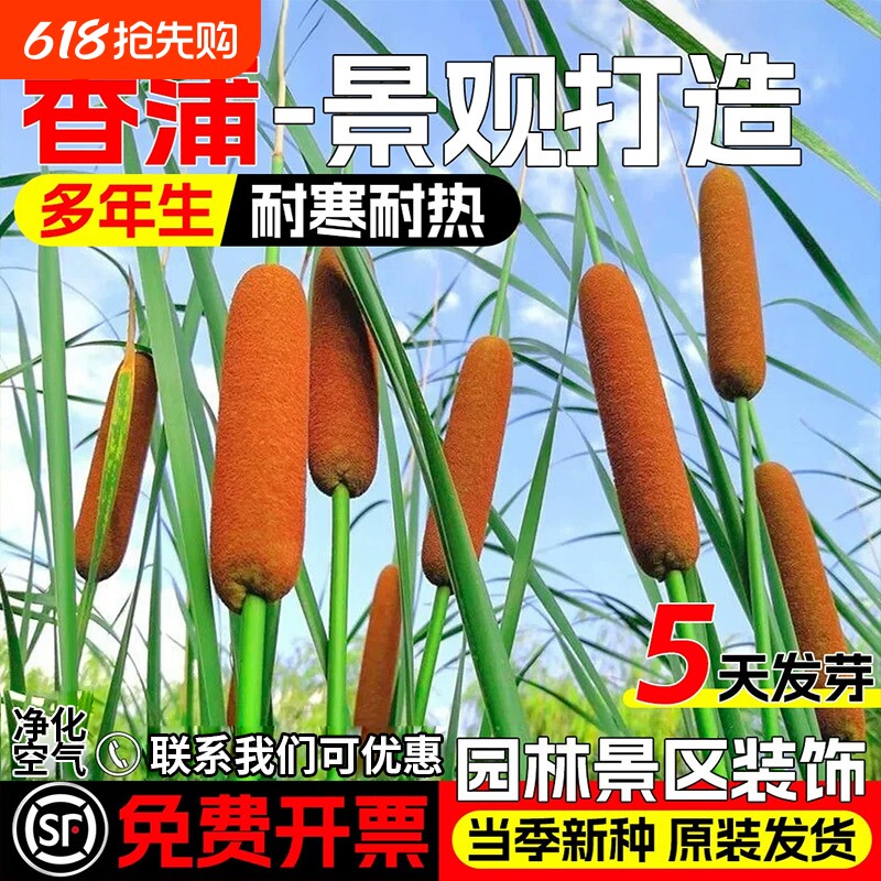 香蒲种子耐寒水蜡烛四季种植多年生落叶宿根挺水生东方香蒲草种籽