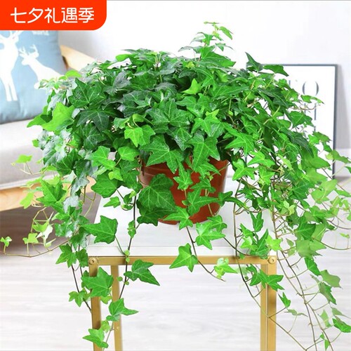基地直销 新品特惠