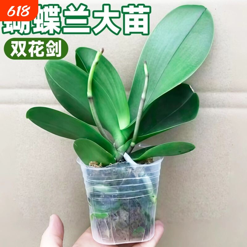 蝴蝶兰带花剑大苗兰花卉盆栽绿年宵植物室内客厅四季好养活花苞