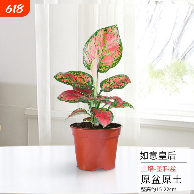 如意皇后万年青盆栽室内喜庆水培土培桌面绿植物好养懒人观叶植物