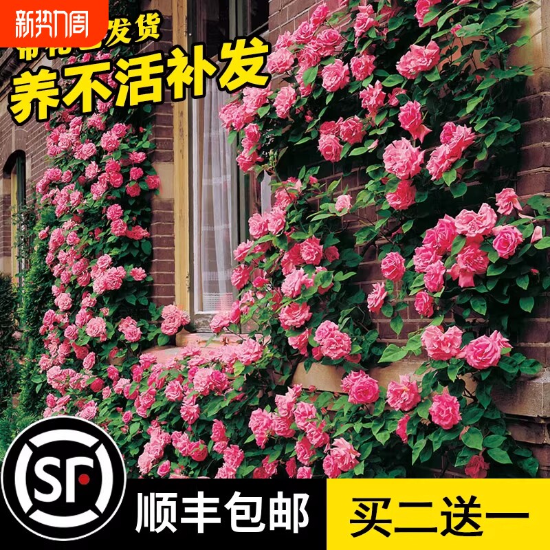 1米8母系大苗蔷薇花苗藤本月季特大花爬藤植物庭院四季开花卉盆栽