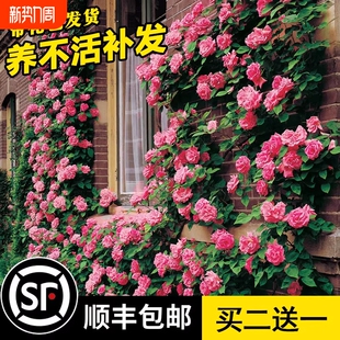 1米8母系大苗蔷薇花苗藤本月季 开花卉盆栽 特大花爬藤植物庭院四季