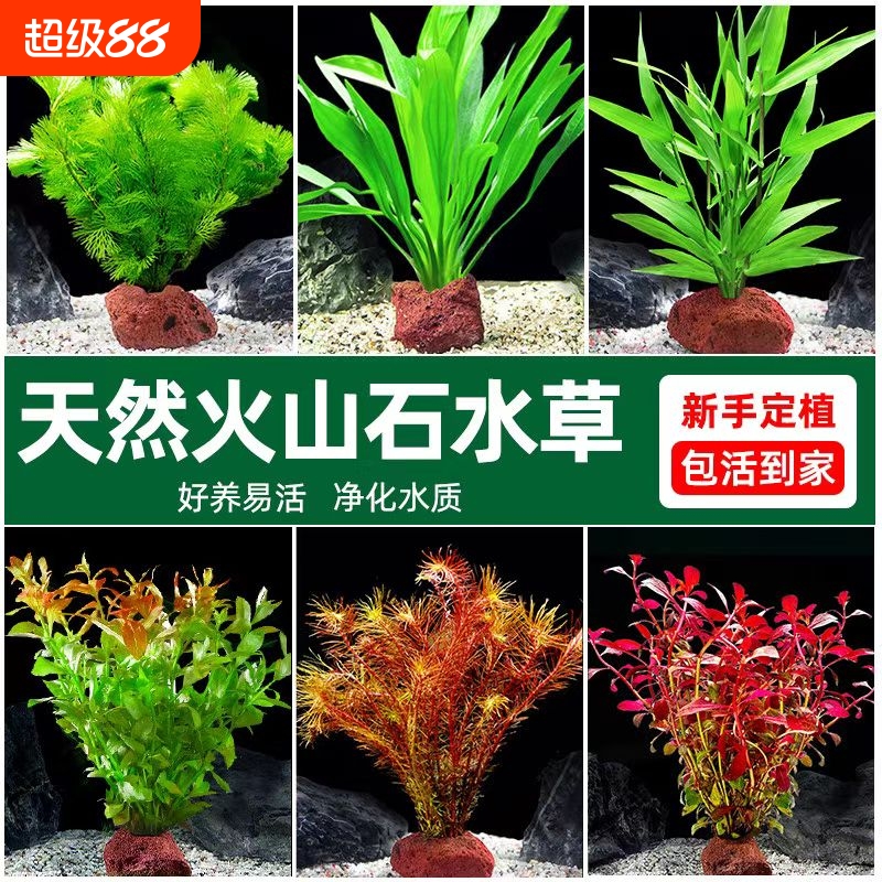 鱼缸火山石水草植物真草造景套餐
