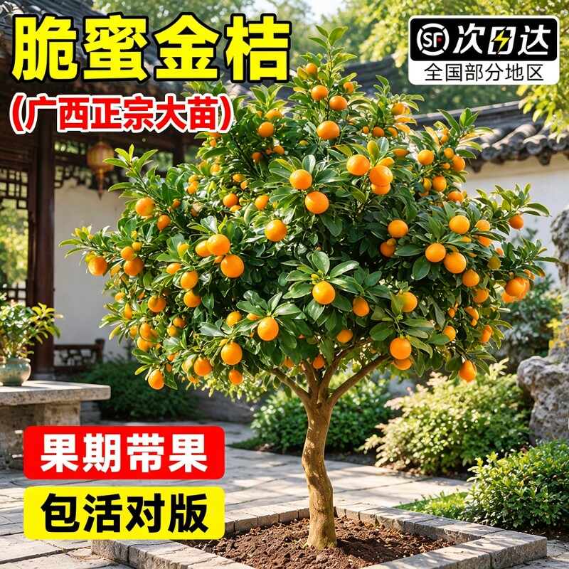 【包活对版】正宗融安脆蜜金桔树图片