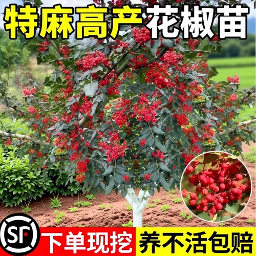 花椒苗树四川大红袍特麻椒九叶青地栽盆栽果树果苗当年结果小苗