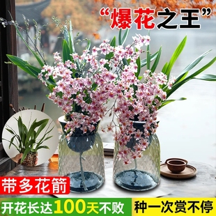 3色香水文心兰水培带花梦香兰花室内办公室好养花卉盆栽绿植客厅