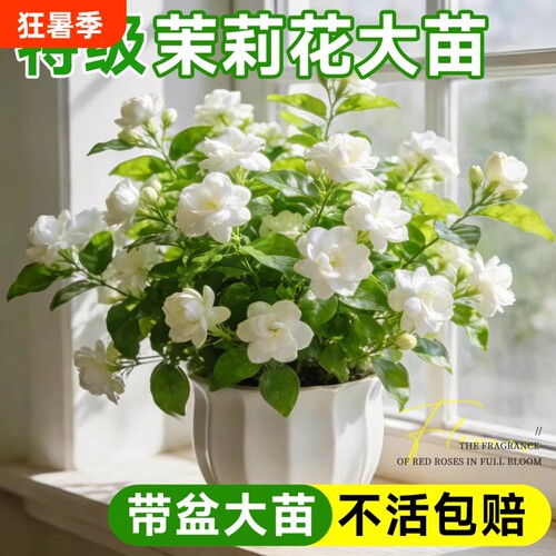 茉莉花盆栽花卉植物室内花四季开花树苗阳台好养绿植水培摆放桌面