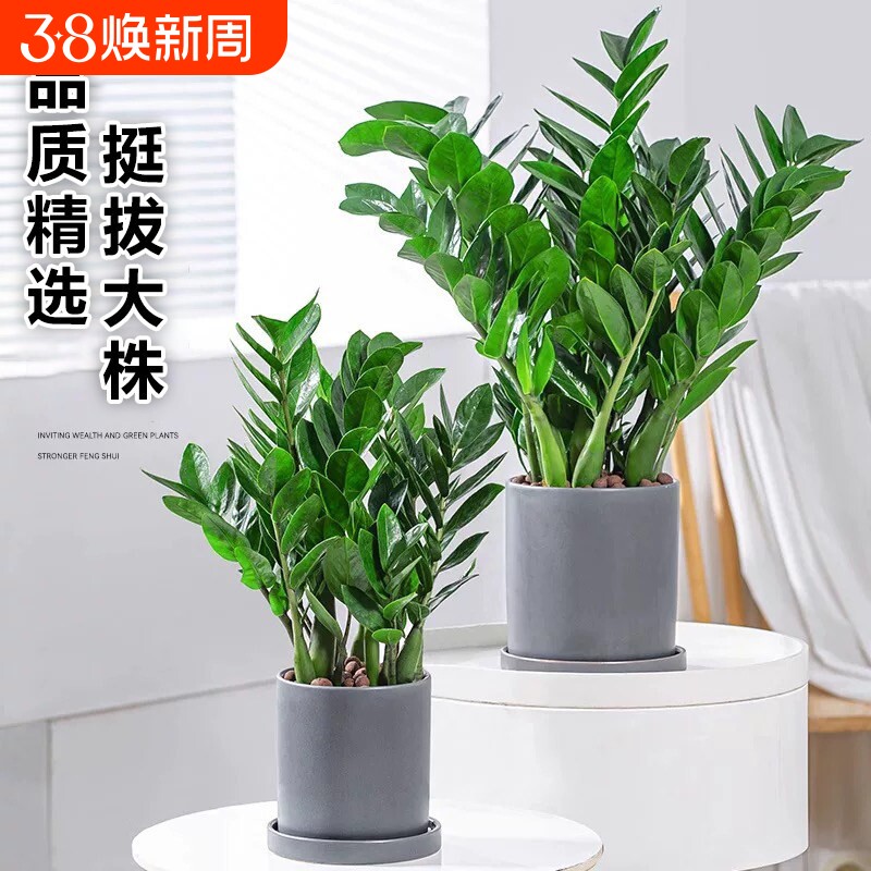 金钱树盆栽室内客厅绿植大摇钱串子发财树办公室开业送礼招财盆景