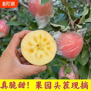 应季 山西红富士苹果新鲜冰糖心丑苹果当季 时令水果一整箱 脆甜