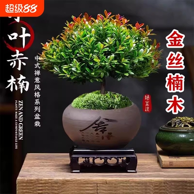 小叶赤楠盆景金丝楠木老桩盆栽苗办公室内花卉桌面小绿植四季好养