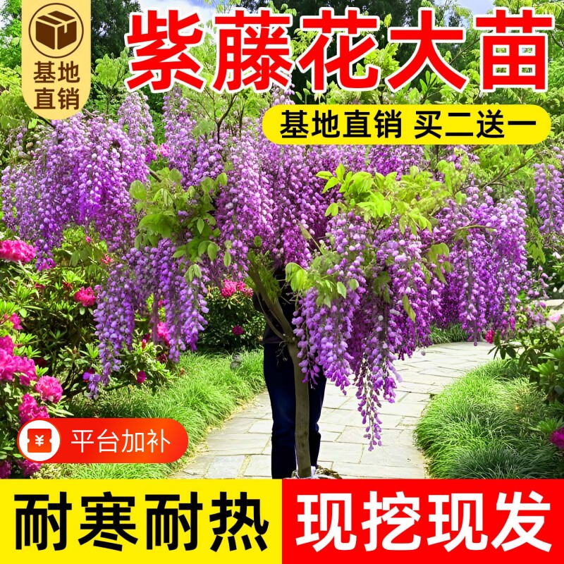 紫藤花树苗庭院花卉紫藤萝室外爬藤植物开花盆栽重瓣小苗观赏耐寒