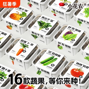 小花农四季蔬果情绪种植盒西红柿学生幼儿园推荐草莓南瓜水果玉米