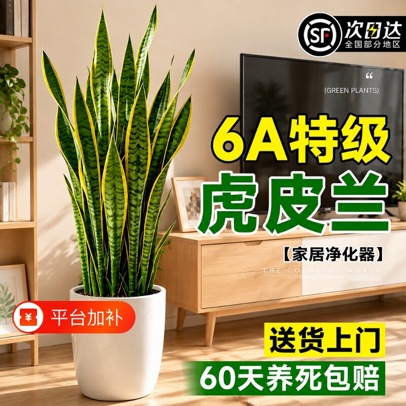 金边虎皮兰绿植盆栽客厅吸甲醛净化空气新房大型植物办公室虎尾兰