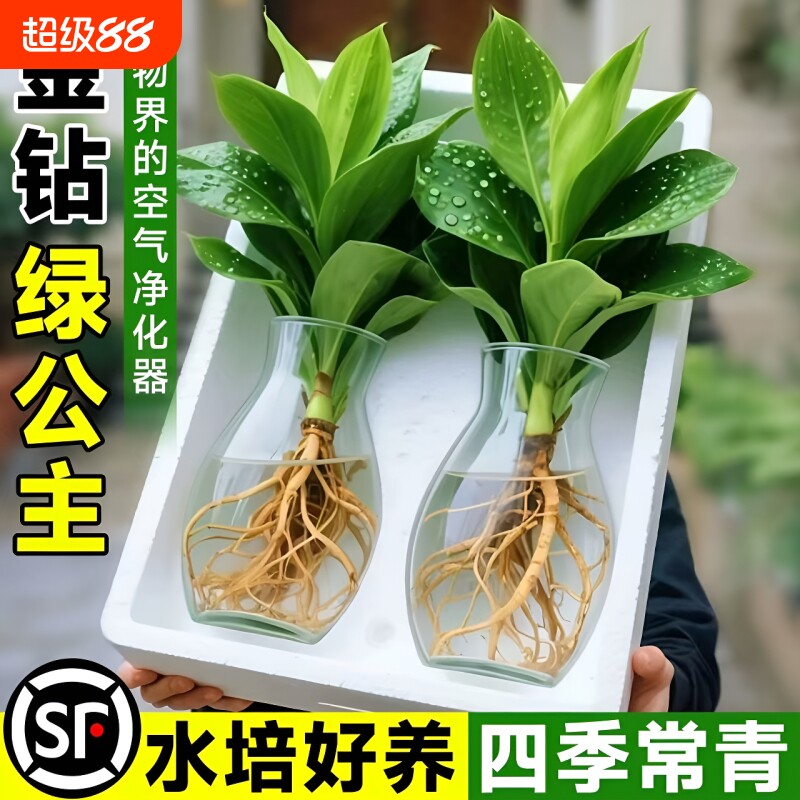 大叶金钻水培绿植|超1000次加购图片