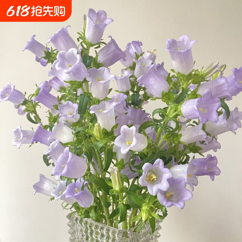 风铃花鲜花真花花束云南基地直发水培养家用鲜切花小清新花束批发