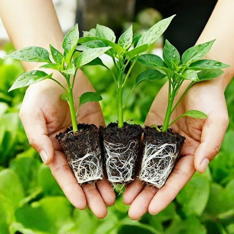 螺丝椒苗秧苗朝天椒盆栽薄皮青椒种籽树苗春蔬菜苗大全室内室外